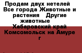 Продам двух нетелей - Все города Животные и растения » Другие животные   . Хабаровский край,Комсомольск-на-Амуре г.